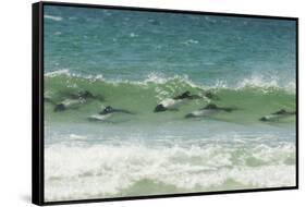Falkland Islands, Saunders Island. Commerson's Dolphins Swimming-Cathy & Gordon Illg-Framed Stretched Canvas