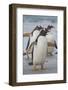 Falkland Islands. Saunders Island. Gentoo Penguin Walking on the Beach-Inger Hogstrom-Framed Photographic Print