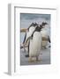 Falkland Islands. Saunders Island. Gentoo Penguin Walking on the Beach-Inger Hogstrom-Framed Photographic Print