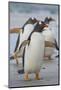 Falkland Islands. Saunders Island. Gentoo Penguin Walking on the Beach-Inger Hogstrom-Mounted Photographic Print