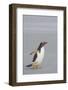 Falkland Islands. Saunders Island. Gentoo Penguin Walking on the Beach-Inger Hogstrom-Framed Photographic Print