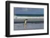 Falkland Islands. Saunders Island. Gentoo Penguin Walking on the Beach-Inger Hogstrom-Framed Photographic Print