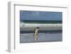 Falkland Islands. Saunders Island. Gentoo Penguin Walking on the Beach-Inger Hogstrom-Framed Photographic Print