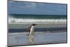 Falkland Islands. Saunders Island. Gentoo Penguin Walking on the Beach-Inger Hogstrom-Mounted Photographic Print