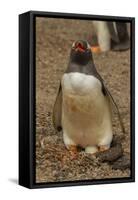 Falkland Islands, Saunders Island, Gentoo Penguin with Egg-Cathy & Gordon Illg-Framed Stretched Canvas