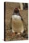 Falkland Islands, Saunders Island, Gentoo Penguin with Egg-Cathy & Gordon Illg-Stretched Canvas