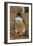 Falkland Islands, Saunders Island, Gentoo Penguin with Egg-Cathy & Gordon Illg-Framed Photographic Print