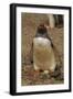 Falkland Islands, Saunders Island, Gentoo Penguin with Egg-Cathy & Gordon Illg-Framed Photographic Print