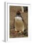 Falkland Islands, Saunders Island, Gentoo Penguin with Egg-Cathy & Gordon Illg-Framed Photographic Print