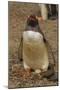 Falkland Islands, Saunders Island, Gentoo Penguin with Egg-Cathy & Gordon Illg-Mounted Photographic Print