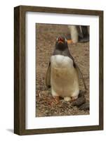 Falkland Islands, Saunders Island, Gentoo Penguin with Egg-Cathy & Gordon Illg-Framed Photographic Print