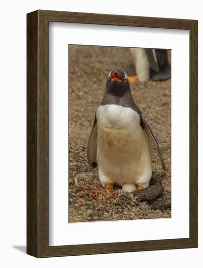 Falkland Islands, Saunders Island, Gentoo Penguin with Egg-Cathy & Gordon Illg-Framed Photographic Print