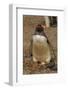 Falkland Islands, Saunders Island, Gentoo Penguin with Egg-Cathy & Gordon Illg-Framed Photographic Print