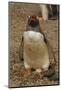 Falkland Islands, Saunders Island, Gentoo Penguin with Egg-Cathy & Gordon Illg-Mounted Photographic Print