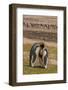 Falkland Islands, Saunders Island. Gentoo Penguins and King Penguins-Cathy & Gordon Illg-Framed Photographic Print