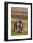 Falkland Islands, Saunders Island. Gentoo Penguins and King Penguins-Cathy & Gordon Illg-Framed Photographic Print