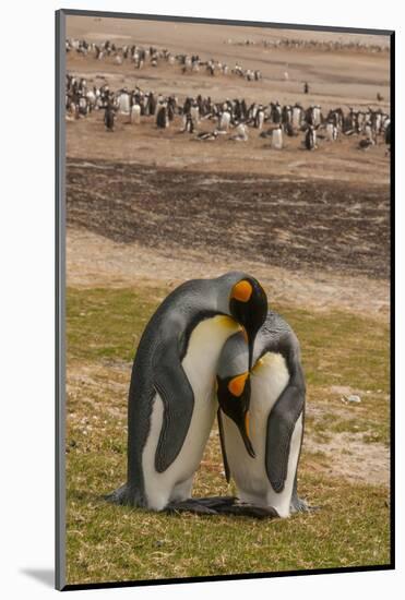 Falkland Islands, Saunders Island. Gentoo Penguins and King Penguins-Cathy & Gordon Illg-Mounted Photographic Print