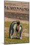 Falkland Islands, Saunders Island. Gentoo Penguins and King Penguins-Cathy & Gordon Illg-Mounted Photographic Print