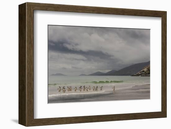 Falkland Islands, Saunders Island. Gentoo Penguins Coming Ashore-Cathy & Gordon Illg-Framed Photographic Print