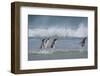 Falkland Islands. Saunders Island. Gentoo Penguins in the Water-Inger Hogstrom-Framed Photographic Print