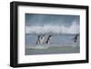 Falkland Islands. Saunders Island. Gentoo Penguins in the Water-Inger Hogstrom-Framed Photographic Print