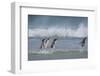 Falkland Islands. Saunders Island. Gentoo Penguins in the Water-Inger Hogstrom-Framed Photographic Print