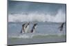 Falkland Islands. Saunders Island. Gentoo Penguins in the Water-Inger Hogstrom-Mounted Photographic Print