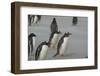 Falkland Islands. Saunders Island. Gentoo Penguins, Pygoscelis Papua-Inger Hogstrom-Framed Photographic Print