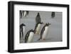 Falkland Islands. Saunders Island. Gentoo Penguins, Pygoscelis Papua-Inger Hogstrom-Framed Photographic Print