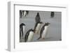 Falkland Islands. Saunders Island. Gentoo Penguins, Pygoscelis Papua-Inger Hogstrom-Framed Photographic Print