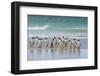 Falkland Islands. Saunders Island. Gentoo Penguins-Inger Hogstrom-Framed Photographic Print