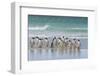 Falkland Islands. Saunders Island. Gentoo Penguins-Inger Hogstrom-Framed Photographic Print