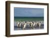 Falkland Islands. Saunders Island. Gentoo Penguins-Inger Hogstrom-Framed Photographic Print