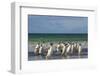 Falkland Islands. Saunders Island. Gentoo Penguins-Inger Hogstrom-Framed Photographic Print