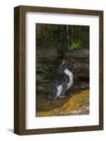 Falkland Islands, Saunders Island. Rockhopper Penguin Bathing-Cathy & Gordon Illg-Framed Photographic Print