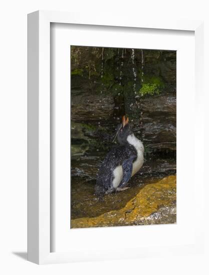 Falkland Islands, Saunders Island. Rockhopper Penguin Bathing-Cathy & Gordon Illg-Framed Photographic Print