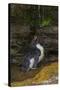 Falkland Islands, Saunders Island. Rockhopper Penguin Bathing-Cathy & Gordon Illg-Stretched Canvas