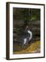 Falkland Islands, Saunders Island. Rockhopper Penguin Bathing-Cathy & Gordon Illg-Framed Photographic Print