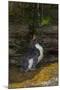 Falkland Islands, Saunders Island. Rockhopper Penguin Bathing-Cathy & Gordon Illg-Mounted Photographic Print