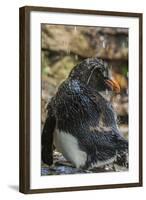 Falkland Islands, Saunders Island. Rockhopper Penguin Bathing-Cathy & Gordon Illg-Framed Photographic Print
