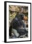 Falkland Islands, Saunders Island. Rockhopper Penguin Bathing-Cathy & Gordon Illg-Framed Photographic Print