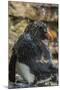 Falkland Islands, Saunders Island. Rockhopper Penguin Bathing-Cathy & Gordon Illg-Mounted Photographic Print