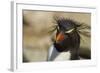 Falkland Islands, Saunders Island. Rockhopper Penguin Portrait-Cathy & Gordon Illg-Framed Photographic Print