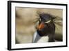 Falkland Islands, Saunders Island. Rockhopper Penguin Portrait-Cathy & Gordon Illg-Framed Photographic Print