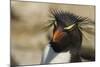 Falkland Islands, Saunders Island. Rockhopper Penguin Portrait-Cathy & Gordon Illg-Mounted Photographic Print