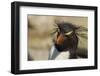 Falkland Islands, Saunders Island. Rockhopper Penguin Portrait-Cathy & Gordon Illg-Framed Photographic Print