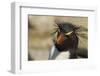 Falkland Islands, Saunders Island. Rockhopper Penguin Portrait-Cathy & Gordon Illg-Framed Photographic Print