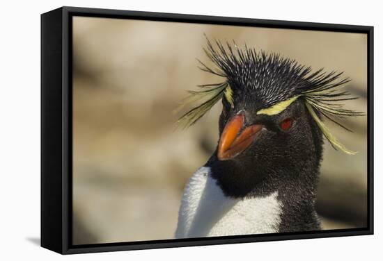 Falkland Islands, Saunders Island. Rockhopper Penguin Portrait-Cathy & Gordon Illg-Framed Stretched Canvas