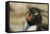 Falkland Islands, Saunders Island. Rockhopper Penguin Portrait-Cathy & Gordon Illg-Framed Stretched Canvas