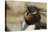 Falkland Islands, Saunders Island. Rockhopper Penguin Portrait-Cathy & Gordon Illg-Stretched Canvas